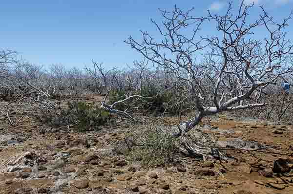 110 - Ecuador - islas Galapagos - isla Seymour Norte